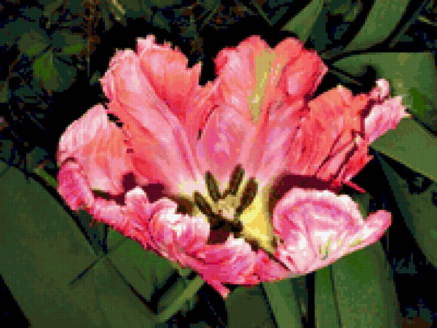тюльпан - цвееток, цветы, тюльпаны - предпросмотр