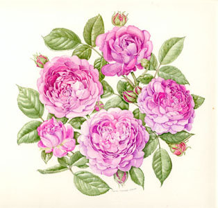 Нежные розы - подушка, панно, нежные розы, роза, душистые розы, розы - оригинал