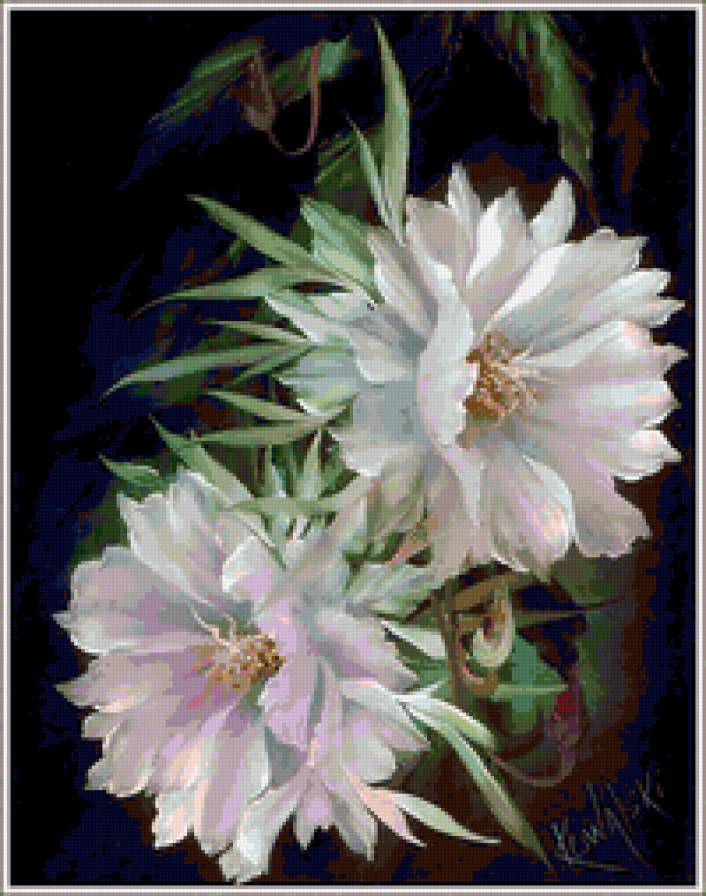 Нежность - флора.белые цветы, природа, лепестки, цветы - предпросмотр
