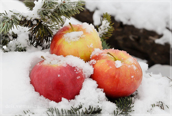 Зимние яблоки - натюрморт, зима, яблоки - оригинал