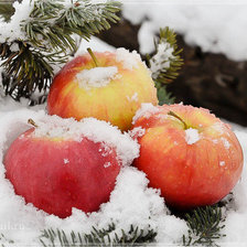 Схема вышивки «Зимние яблоки»