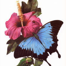 Оригинал схемы вышивки «бабочка» (№322788)
