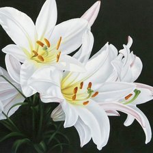 Оригинал схемы вышивки «белые цветы» (№323432)