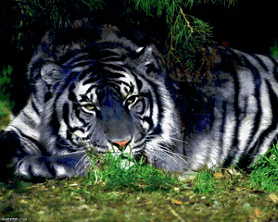 Спящий тигр - животные, тигр - предпросмотр