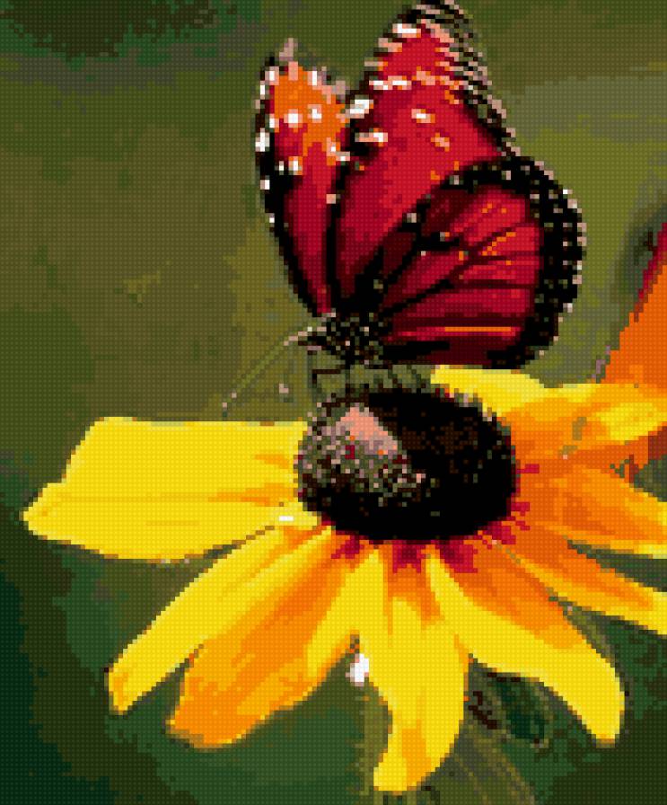 Красная бабочка на желтой ромашке - бабочка, насекомые, фото., цветок - предпросмотр