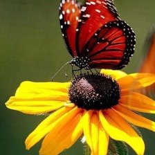 Красная бабочка на желтой ромашке