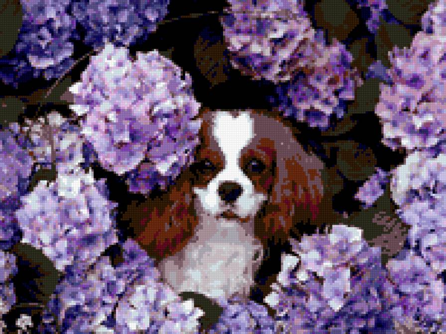 собачка и гортензия - картина цветы гортензия собачка - предпросмотр