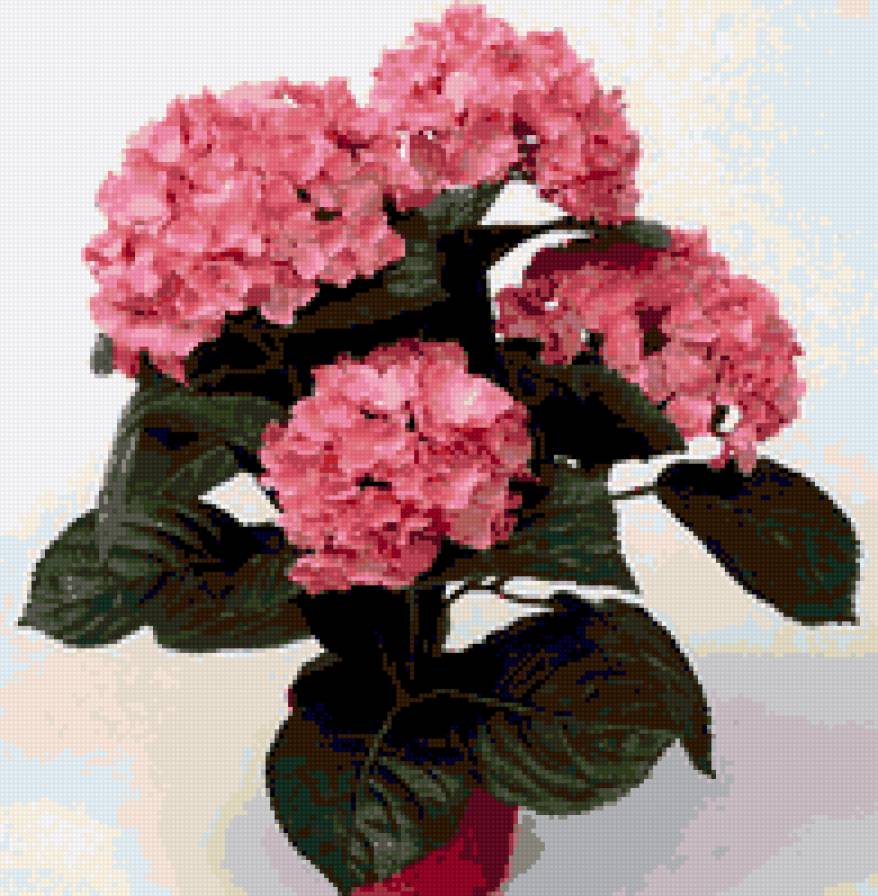 гортензия - картина цветы гортензия - предпросмотр