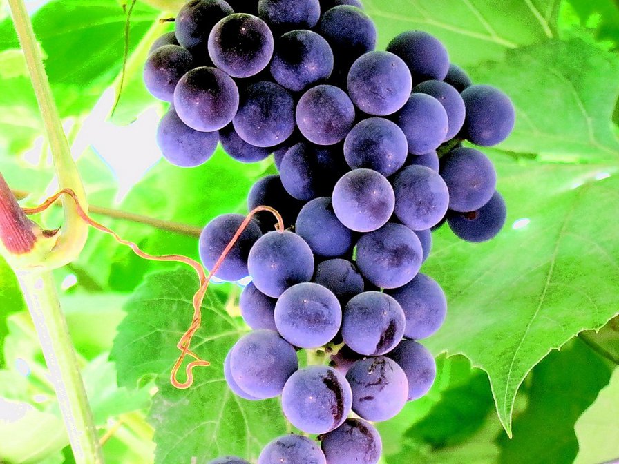 виноград - виноград, фрукты, ягоды, грозди - оригинал