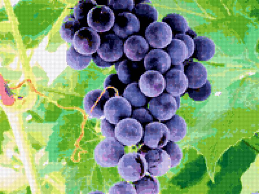 виноград - фрукты, грозди, ягоды, виноград - предпросмотр