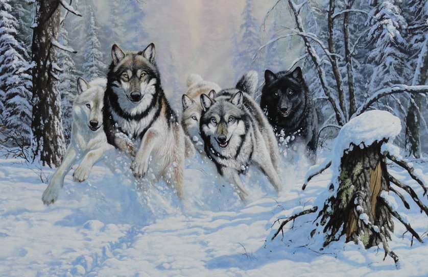 волки - животные, зима, природа, волк - оригинал