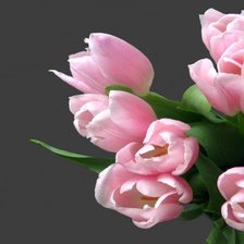 Оригинал схемы вышивки «розовые тюльпаны» (№325526)