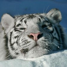 Схема вышивки «тигр на снегу»