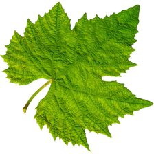 виноградный лист