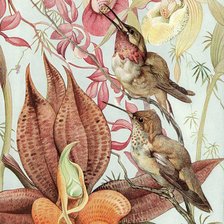 Оригинал схемы вышивки «Калибри и Орхидея» (№326251)