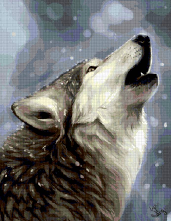 Одинокий волк - волки, анималисты, животные, волк - предпросмотр