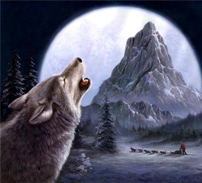 Одинокий волк - анималисты, животные, волк, волки - оригинал