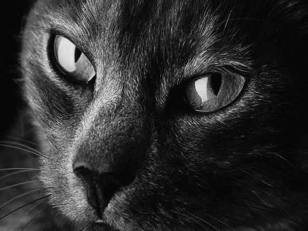 Черный кот - кошки - оригинал