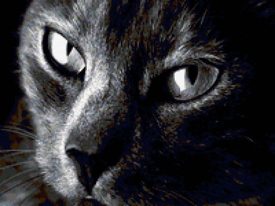 Черный кот - кошки - предпросмотр