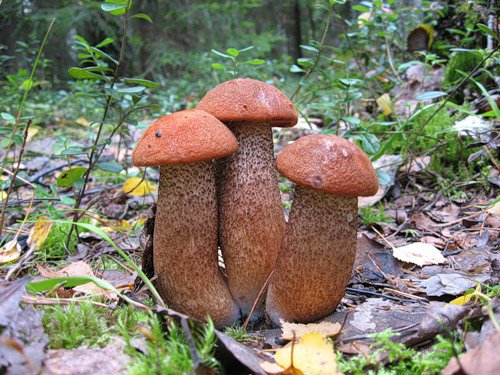 три богатыря - грибы, природа - оригинал