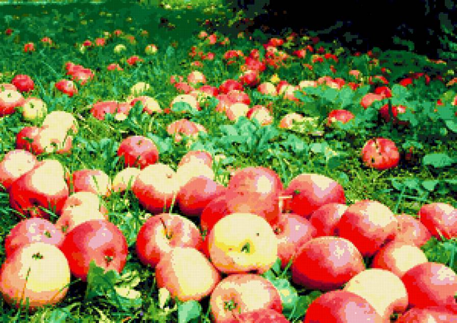 яблочный спас - сады, яблоки, фрукты, лето,  - предпросмотр