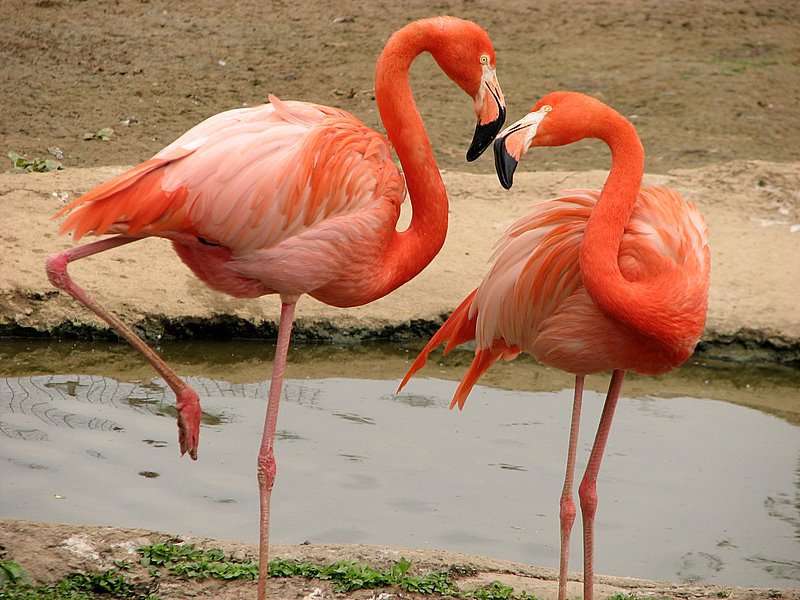 Розовые фламинго - птицы - оригинал
