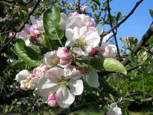 Яблони в цвету - цветы, весна, яблони, природа, сады - оригинал