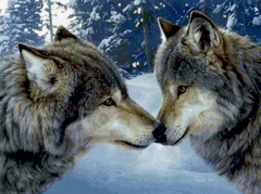 ПАРА ВОЛКОВ - любовь, животные, пара, волки - предпросмотр