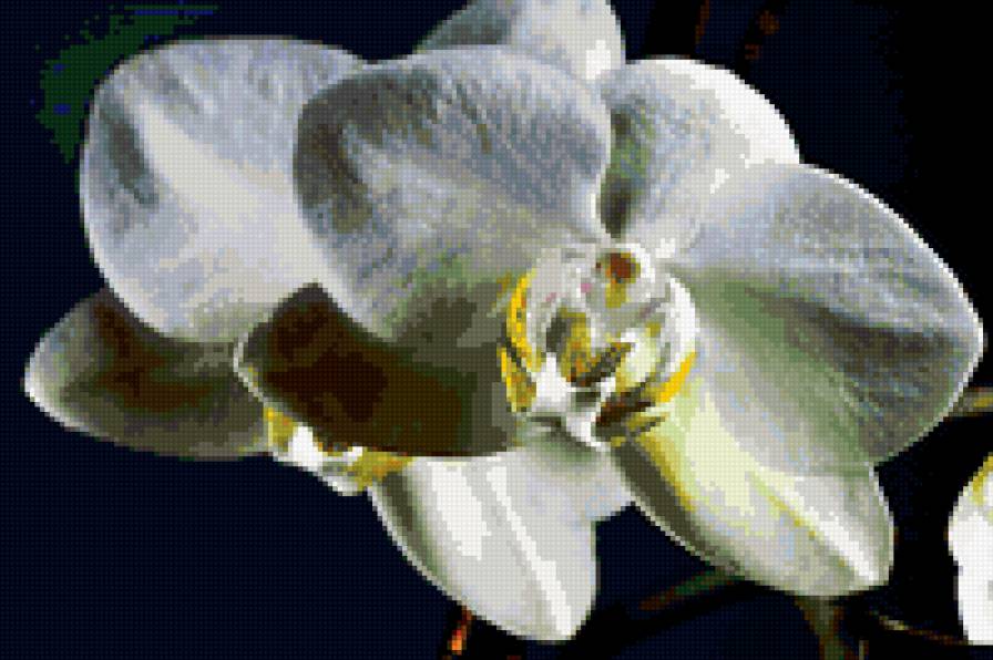 орхидея - цветы, орхидеи - предпросмотр