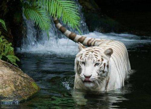 тигр у воды - оригинал