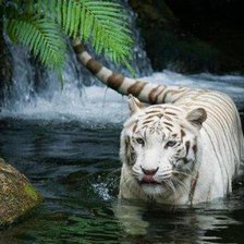 тигр у воды