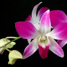 Схема вышивки «orhidea»