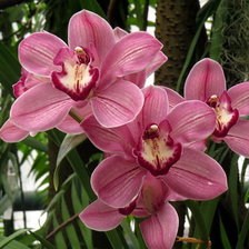 Оригинал схемы вышивки «орхидея» (№330188)