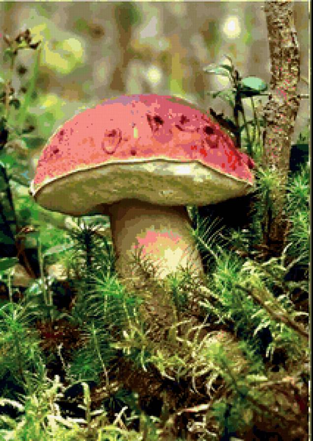 Белый гриб - лес, грибы - предпросмотр