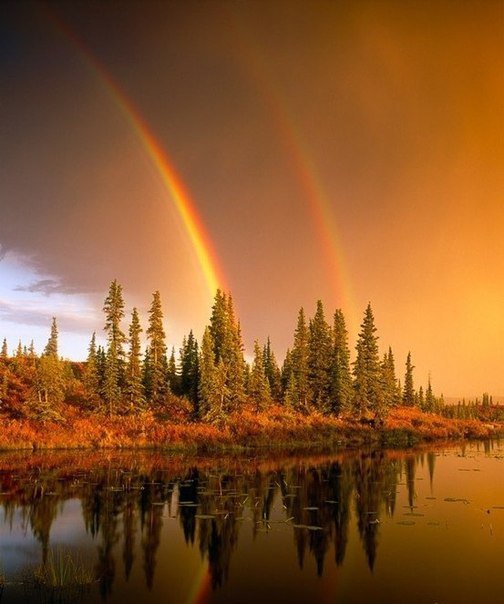 Золотой лес - осень, лес, природа, закат - оригинал