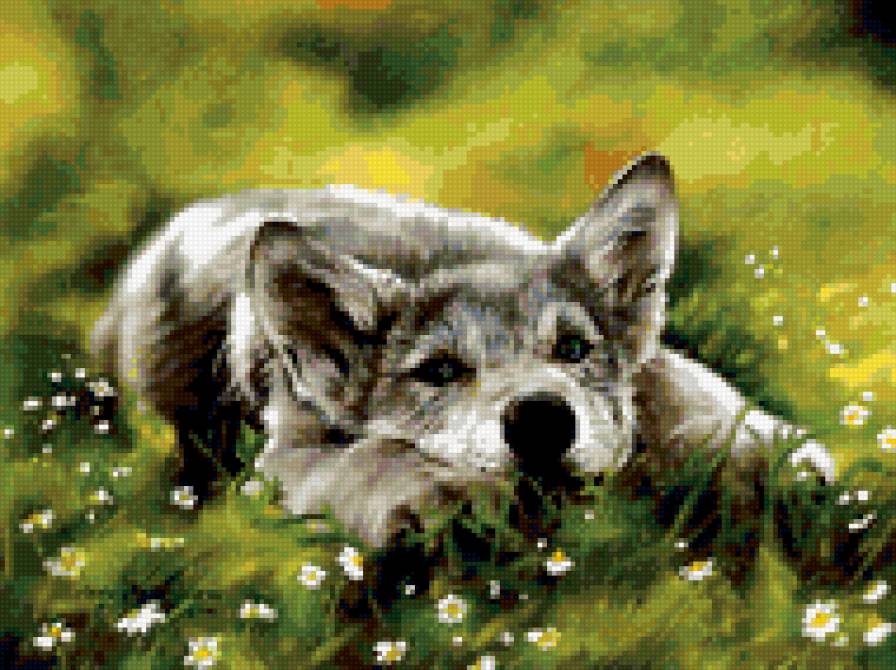 0089 - волки, животные, волк, картина, красота, лето, природа - предпросмотр