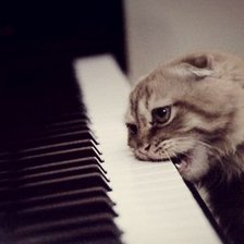 фортепиано и кот