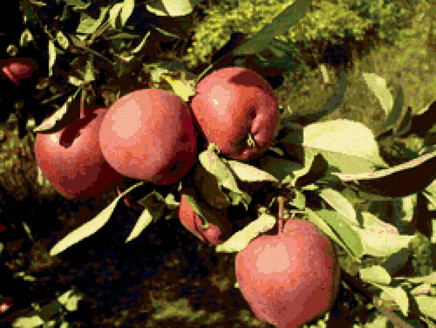яблоки - , фрукты, яблоки, сады - предпросмотр