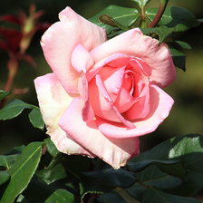 Оригинал схемы вышивки «роза» (№330994)