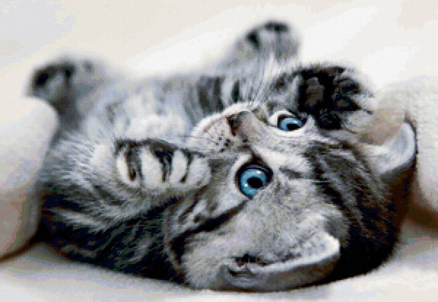 голубоглазое чудо - кот, котенок, милашка, лапушка - предпросмотр