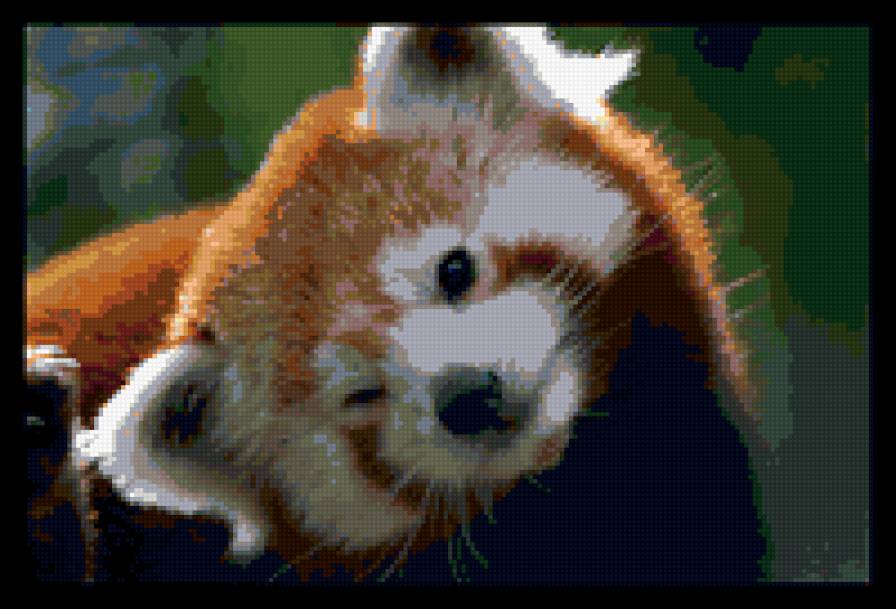 красный панда2 - животные - предпросмотр