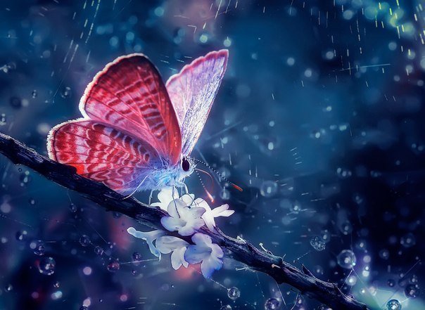 Бабочка в росе - роса, синева, бабочки - оригинал