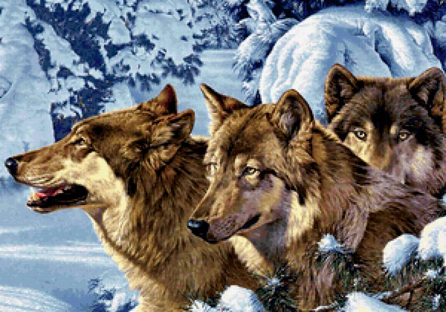волки - лес, животные, волки, природа - предпросмотр