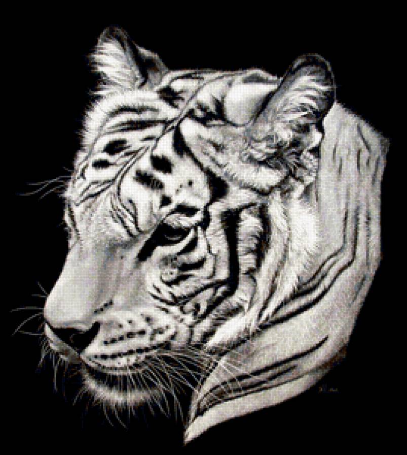 тигр - животные, черно-белое, тигр - предпросмотр