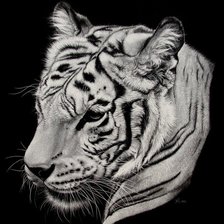 Оригинал схемы вышивки «тигр» (№332329)
