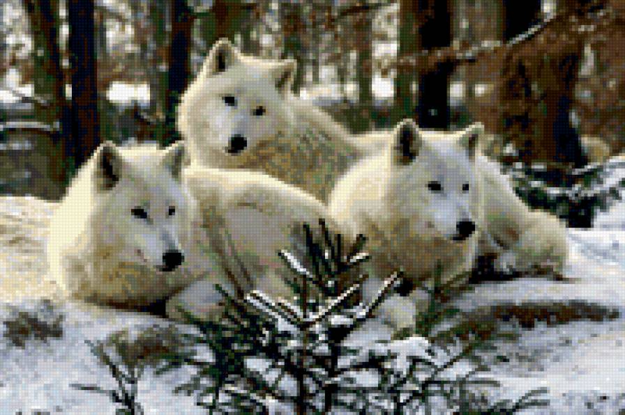 белые волки - природа.животные.волки - предпросмотр