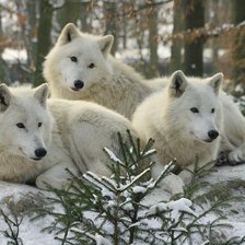 Оригинал схемы вышивки «белые волки» (№332481)