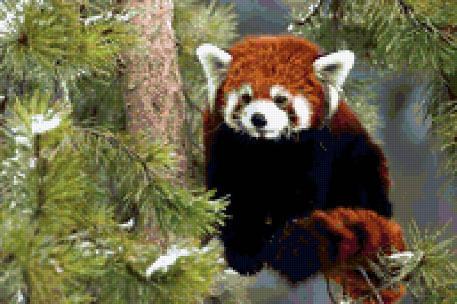 красная панда - природа.животные.панда красная - предпросмотр