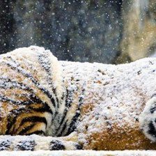 Оригинал схемы вышивки «Тигр на снегу» (№333389)