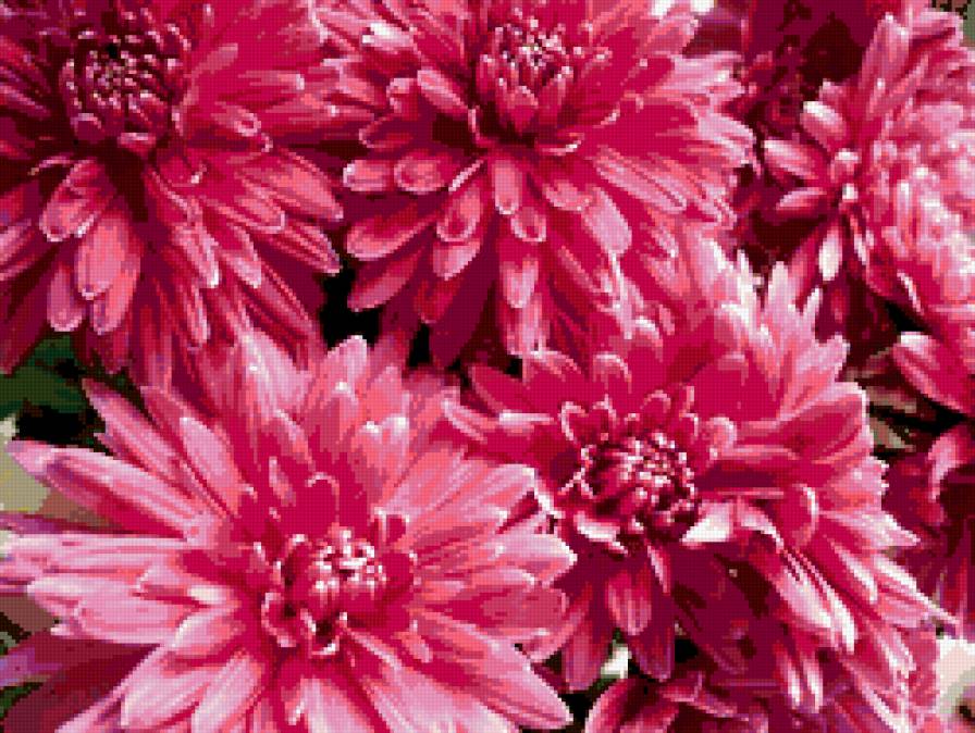 №333845 - цветы, хризантемы - предпросмотр